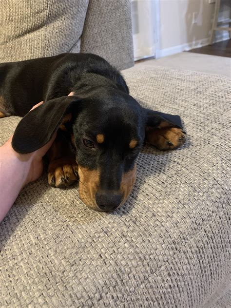 Black And Tan Dachshund Mix