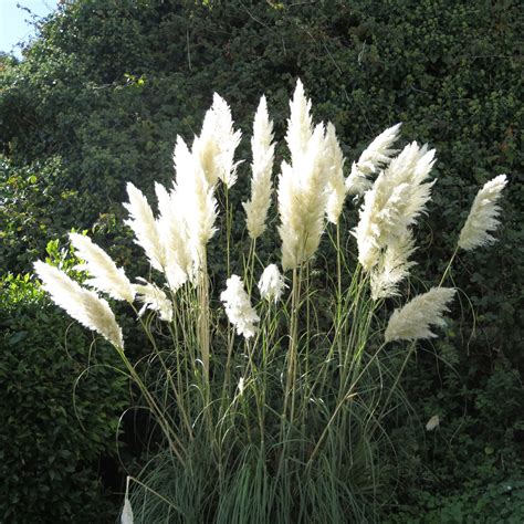 White Pampas Grass – Green Thumbs Garden