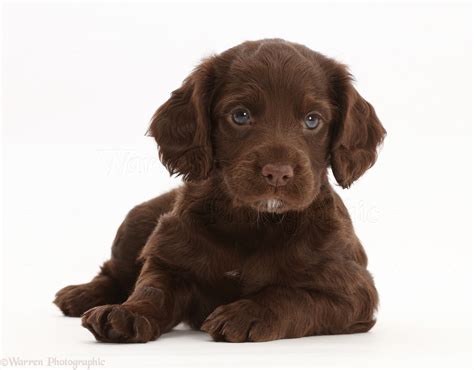 English Cocker Spaniel Bay Area