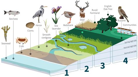 Ecosystem Of The Marsh