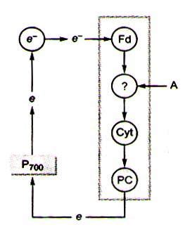 In the given chart of photophosphorylation, what does ‘A’ represent?