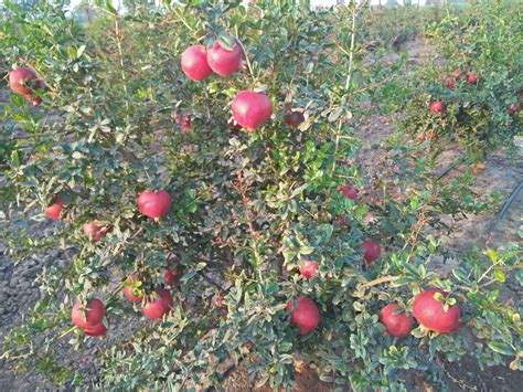 Pomegranate Farming - Mak Life Producer Company Limited