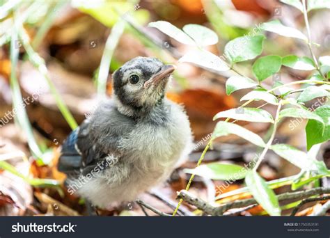 377 Baby Blue Jay Images, Stock Photos & Vectors | Shutterstock