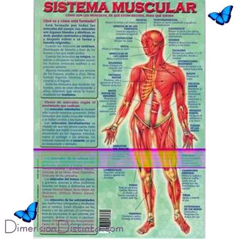Sistema muscular -Lámina didáctica doble cara- | Comprar en tienda ...
