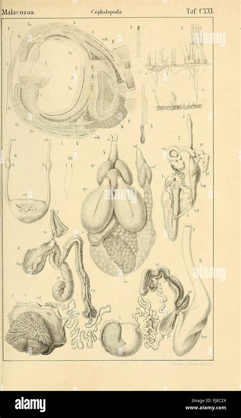 Zoological Classification 的图像结果