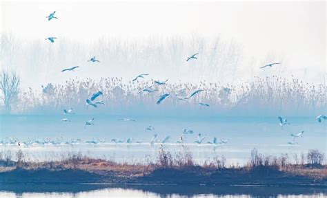 江苏东台：春迁候鸟抵达条子泥湿地