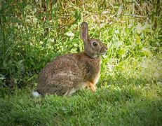 Image result for Wild Cottontail Baby Bunnies