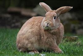 Image result for Bunny Rabbit Animal