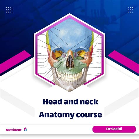 Head And Neck Anatomy