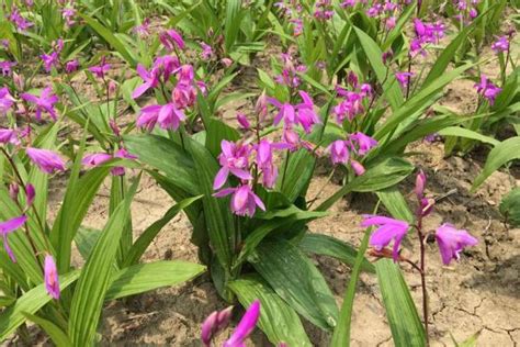 白芨的种植前景怎么样？2020年鲜白芨价格-行情分析-中国花木网