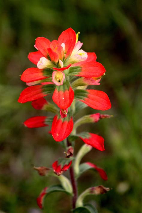 Indian Paintbrush Flower Colors at Caitlyn Lavater blog