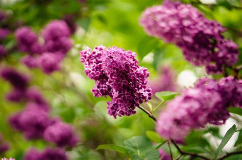 purple lilac flowers bloom in a green leafy bush, lilacs in bloom 4k HD ...