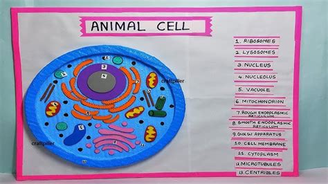Image result for Cell Model Project