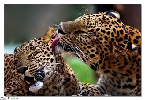go2india.in : Cheetah romancing