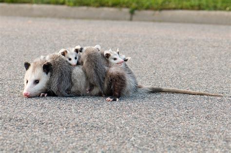 Possums As Pets