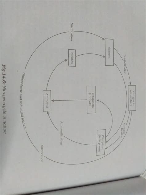 Explain the following terms with diagram :- Oxygen cycle Nitrogen cycle ...
