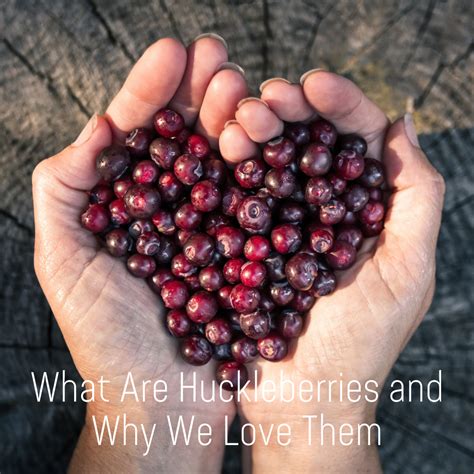 What Are Huckleberries and Why We Love Them - DAYSPA Body Basics Store