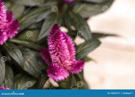 Purple Pink Flower of Celosia Stock Image - Image of summer, botanical ...
