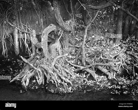 The Patagonia Sonoita Creek Preserve, located on Blue Haven Road in ...