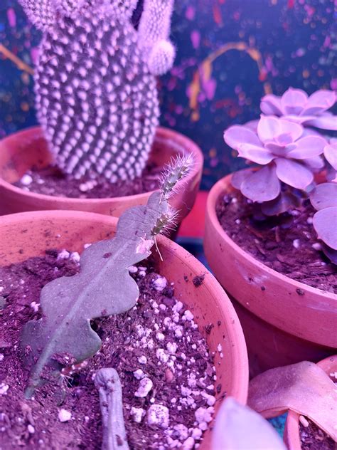 My fishbone cactus that I've been propagating is growing... little ...