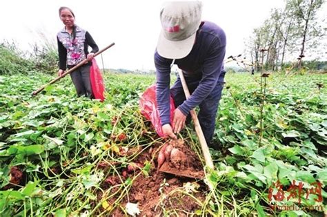 福州闽侯县荆溪60亩无公害地瓜 7斤10元_农业滚动_新浪财经_新浪网