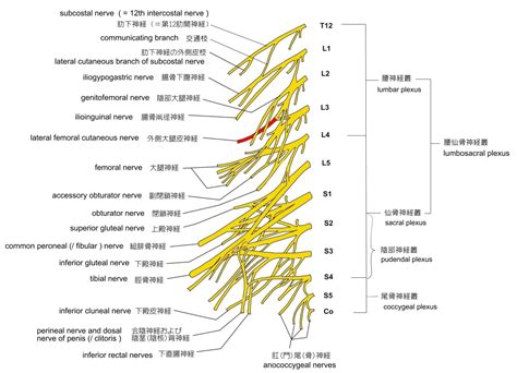 Image result for Software Process Model PDF