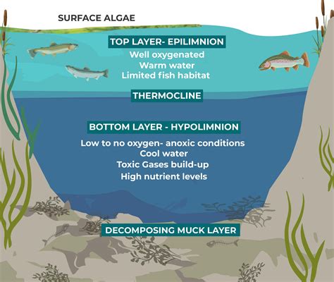 Pond Stratification. The Division of the Pond | Nature's Pond Care