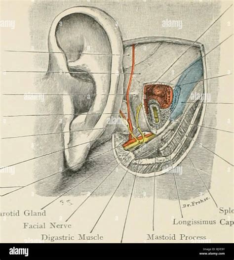 . Atlas of applied (topographical) human anatomy for students and ...