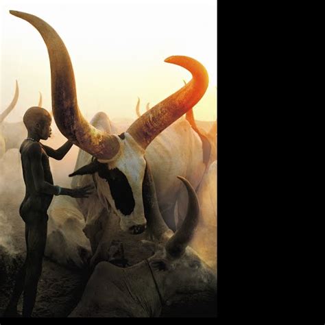 Banyankole Cattle Keepers: Guardians of Uganda’s Longhorns