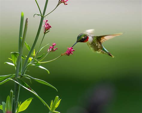 Close-up of a Hummingbird Drinking Nectar from a Flower · Free Stock Photo