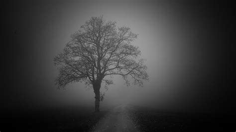 Wallpaper tree, road, fog, dark hd, picture, image