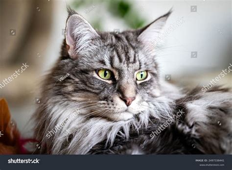 Gray White Maine Coon Cat Portrait Stock Photo 2497338441 | Shutterstock