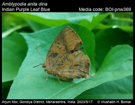 Amblypodia anita Hewitson, 1862 - Purple Leaf Blue | Butterfly