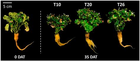 Effects of Concentration and Temperature of Nutrient Solution on Growth ...