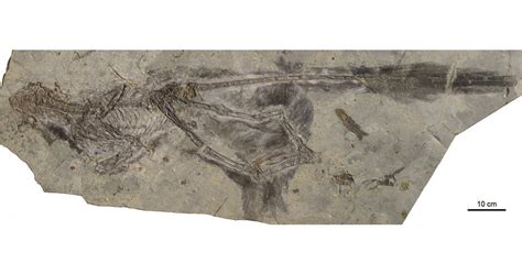 辽宁发现带肌肉组织恐龙化石 只有猪一样大_科学探索_科技时代_新浪网