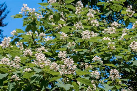 Cigar Tree 的图像结果