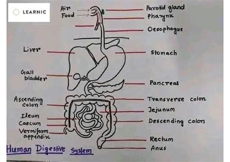 Image result for Digestive System Functioning