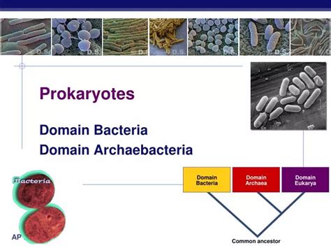 Image result for Course Prokaryotes