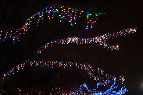 Icicle lights hung from tree branches | Outdoor christmas icicle lights ...