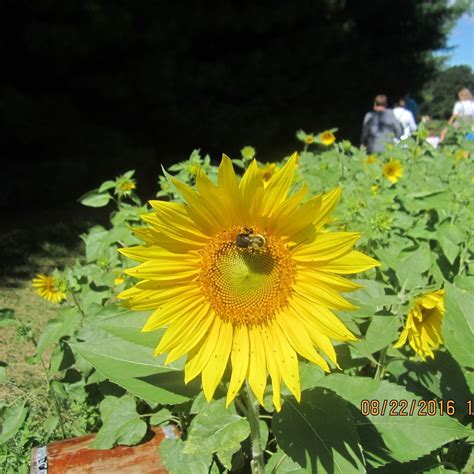 Sunflower Gardens - Westminster - Sunflower Gardens Yorumları - Tripadvisor