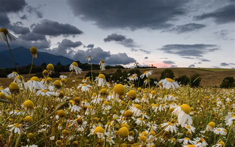 Download wallpaper 2560x1600 daisies, field, cloudy, summer widescreen ...