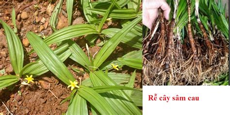 Cây sâm cau - Tác dụng, cách trồng và cách chăm sóc