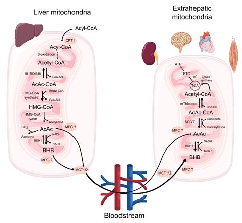 Ketogenic Diet and Ketone Bodies against Ischemic Injury: Targets, Mechanisms, and Therapeutic ...