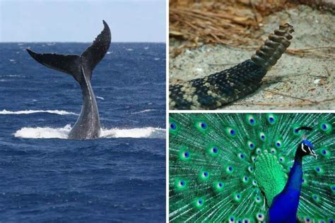 Finding Tails 的图像结果