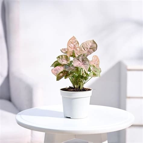 UGAOO Syngonium Pink Neon Live Plant With Grow Pot : Amazon.in: Garden ...