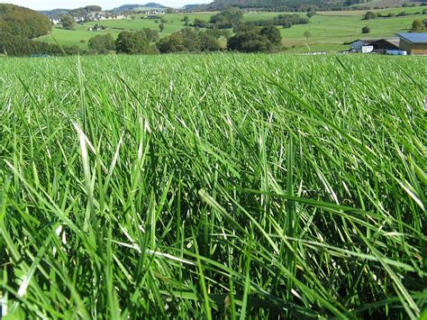 https://www.landwirtschaftskammer.de/fotos/zoom/g/gruenlandqualitaeten.jpg?utm_source=chatgpt.com