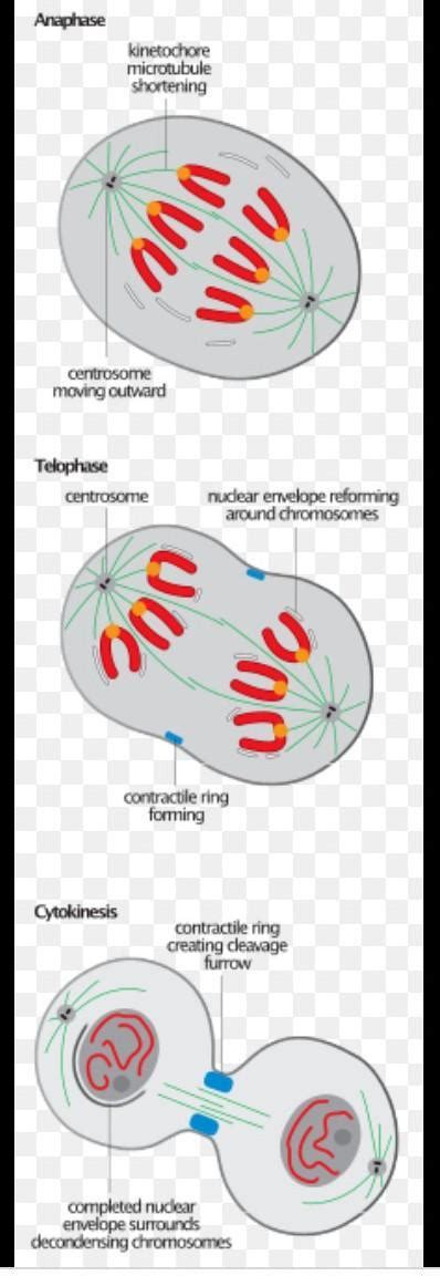 show the well labelled diagram /sketch of anaphase stage of mitotic ...