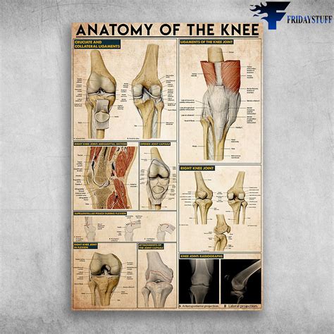 Left Knee Ligaments Diagram