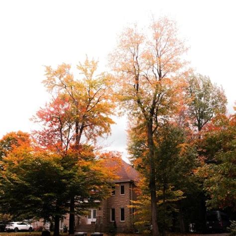 Image result for Change Color Svg File