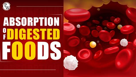 Image result for How Does Digested Food Get into Blood Absorption